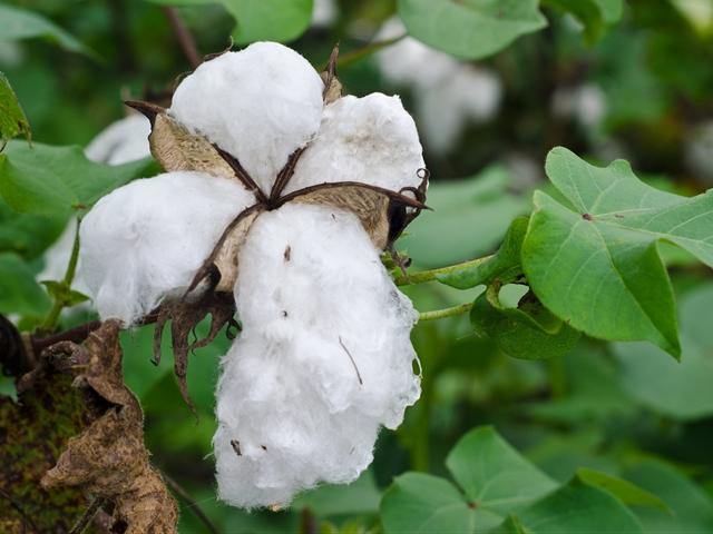 Everything you need to know about organic cotton